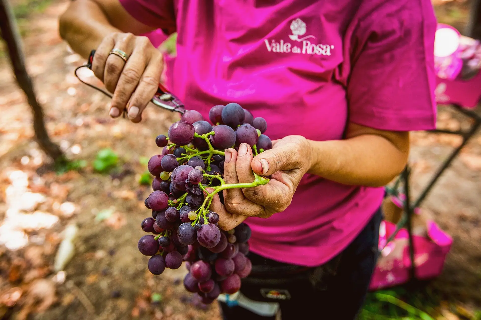 Pingo Doce adiantou verbas sobre campanhas da Vale da Rosa