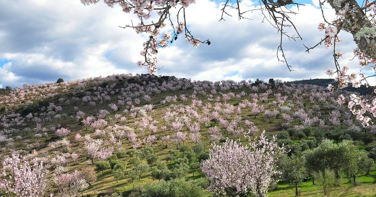 Paisagem sublime: estes são os melhores hotéis para partir à descoberta da beleza das amendoeiras em flor