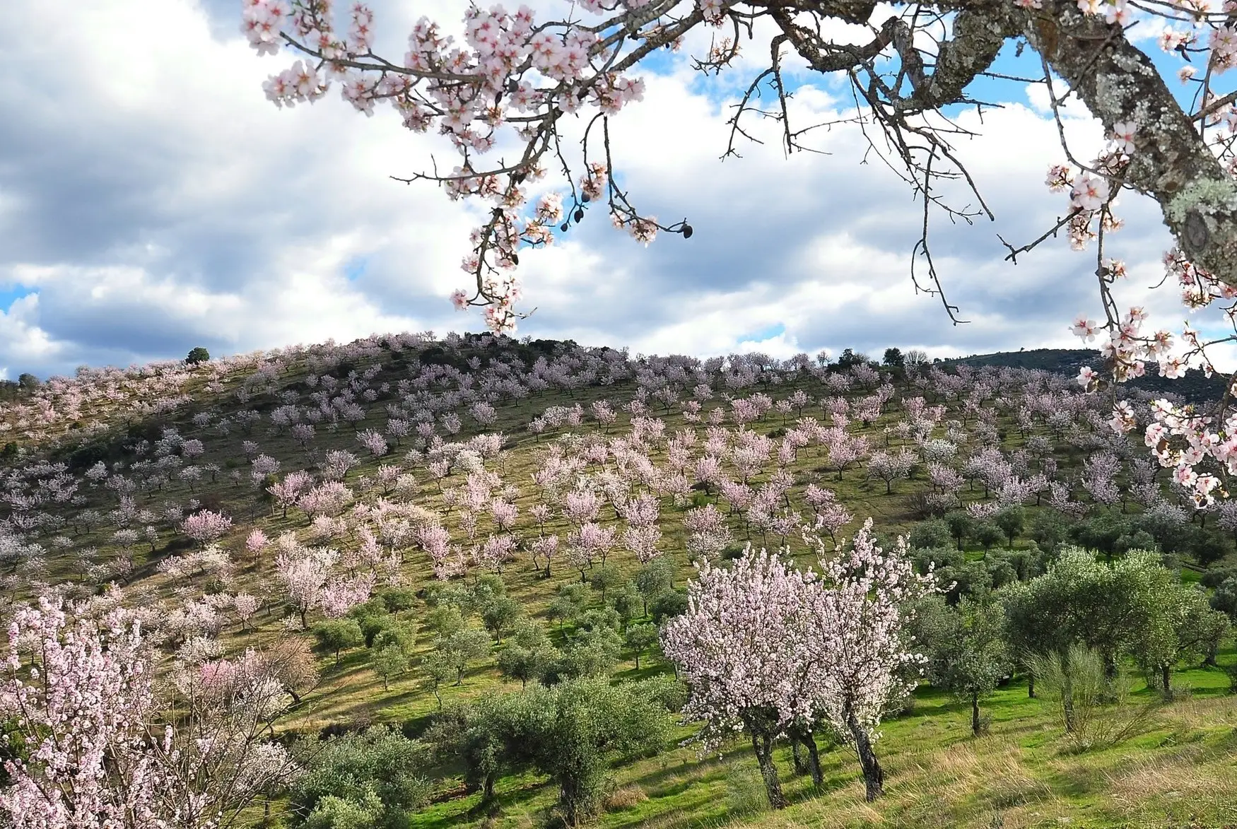 Amendoeiras em Flor em Torre de Moncorvo