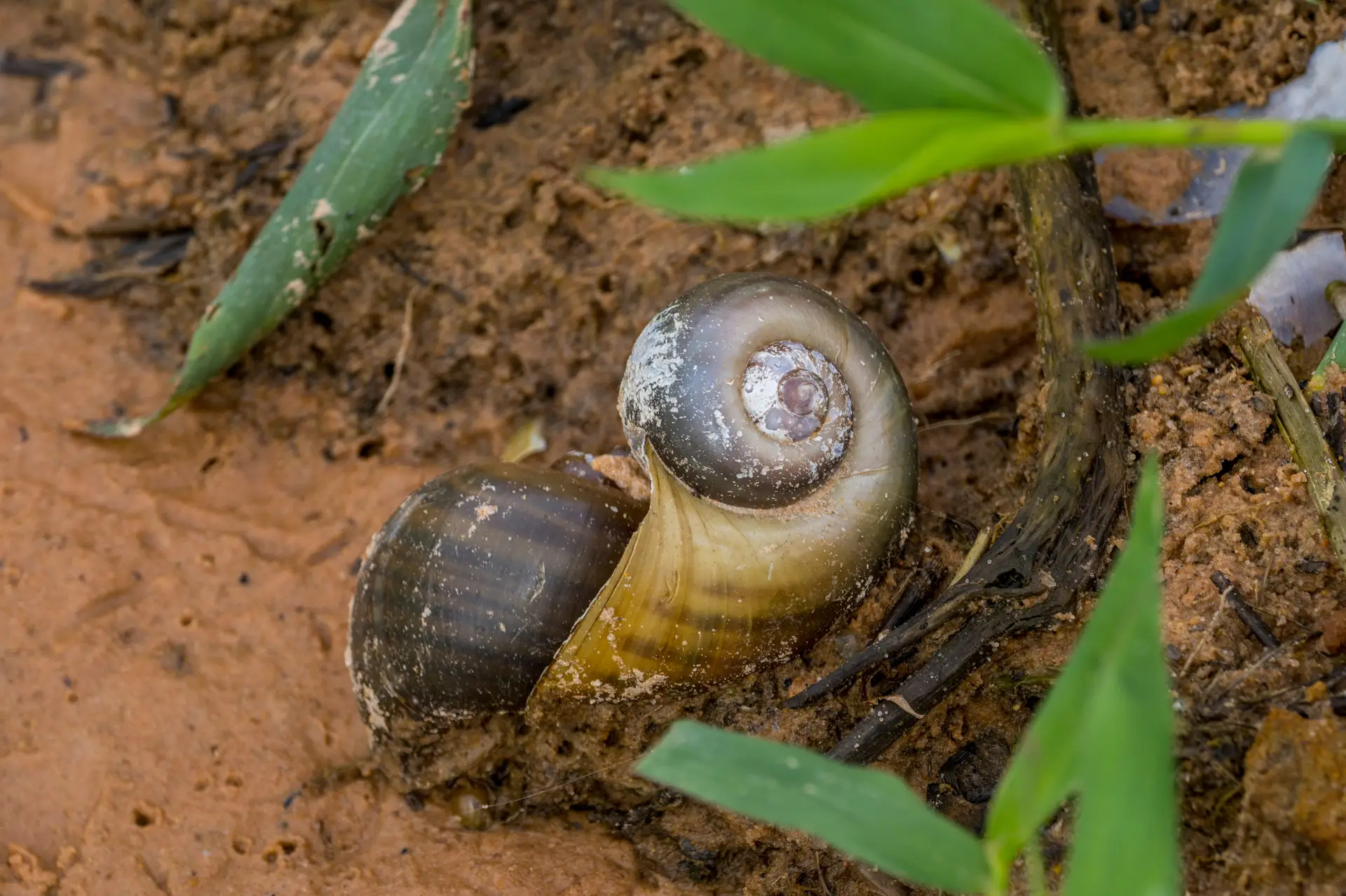O caracol maçã é uma praga com “elevados impactos económicos” na cultura do arroz e está proibido de entrar em Portugal