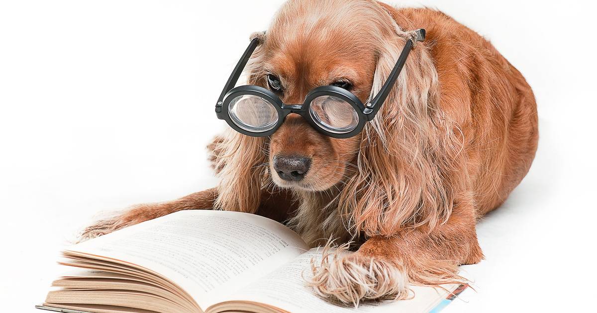 Melhor amigo do homem e barómetro das suas falhas: uma história do cão na literatura