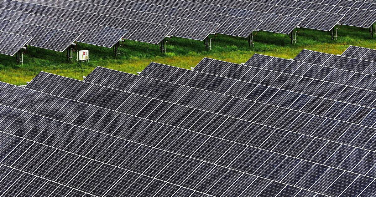 Sobreiros ou painéis solares, eis a questão: quatro perguntas e respostas sobre as autorizações de abate do Governo