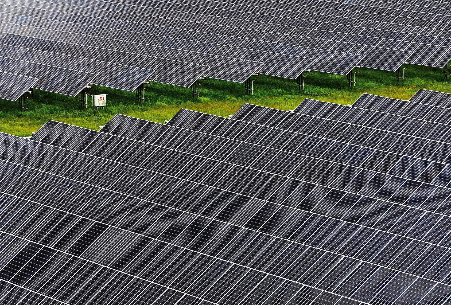 Sobreiros ou painéis solares, eis a questão: quatro perguntas e respostas sobre as autorizações de abate do Governo
