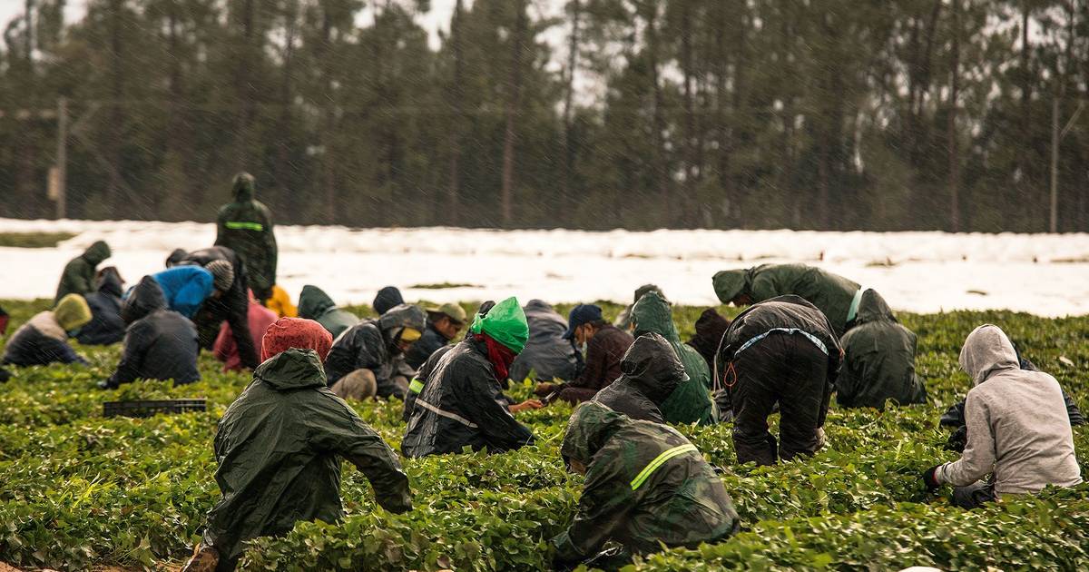 Produtividade agrícola mais do que duplica em quase 30 anos num sector com trabalhadores mais envelhecidos e 40% de imigrantes