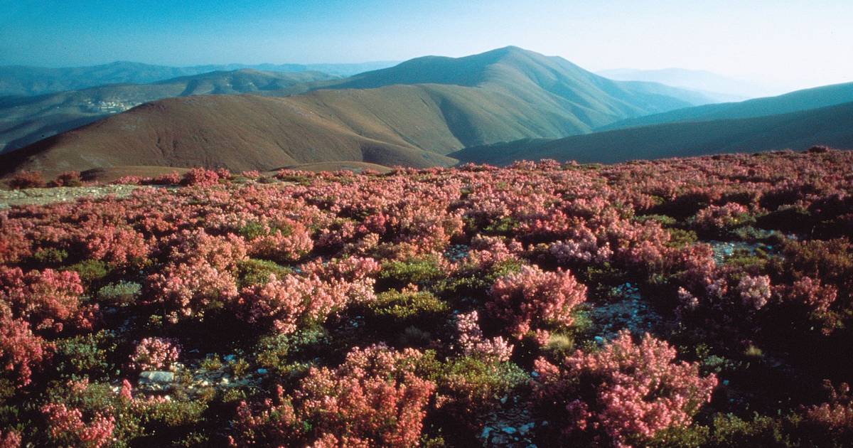 Serras da Lousã e do Açor vão integrar Rede de Guardiãs da Natureza