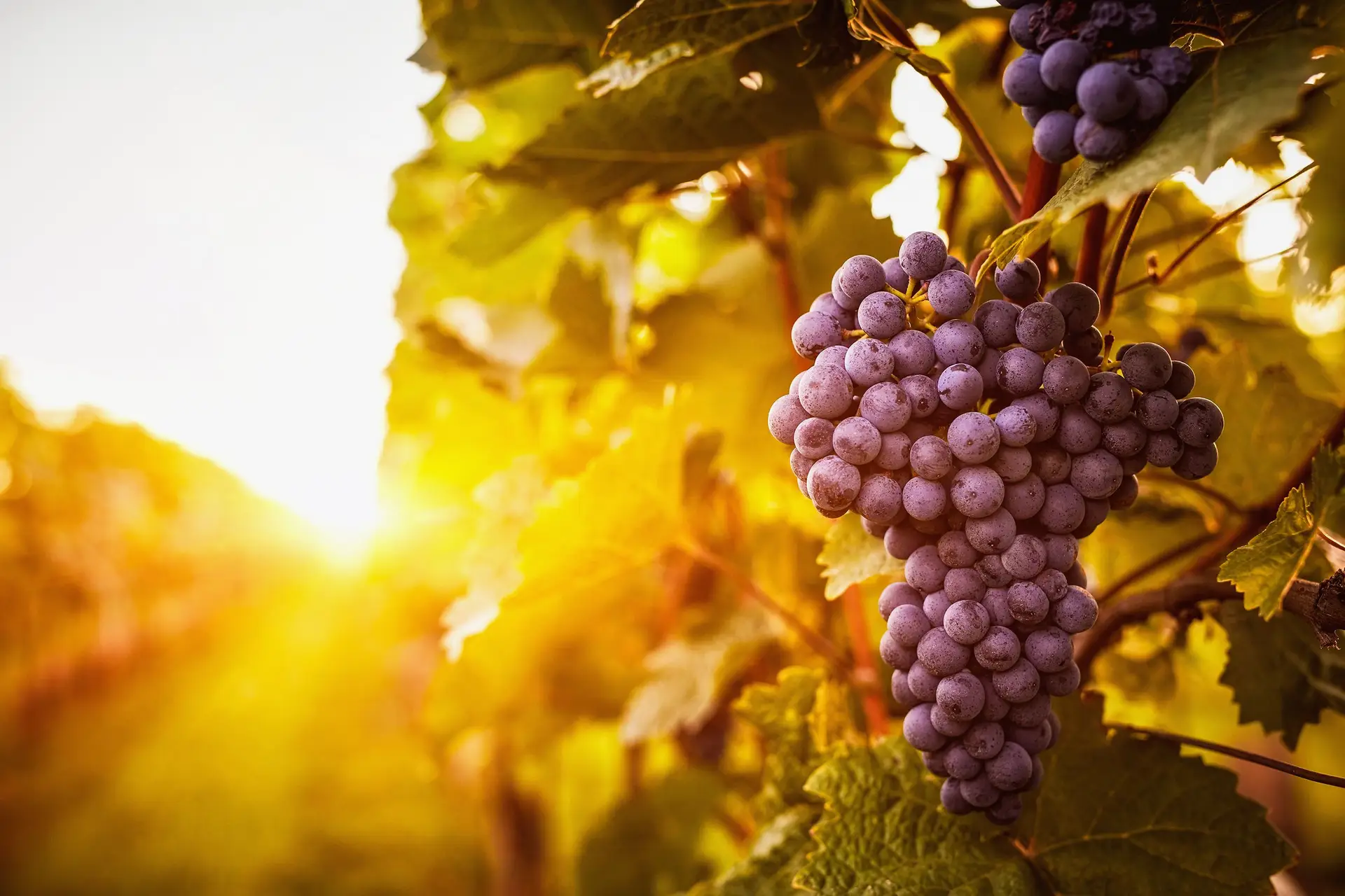 Vinhos: um perigo chamado triple 10