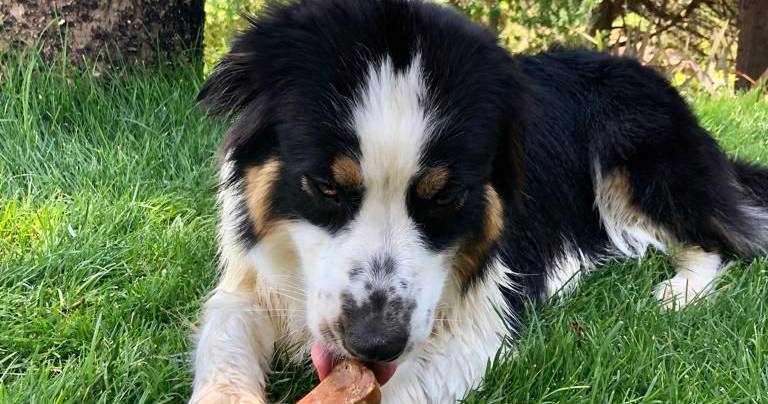 Inovar nas guloseimas para cães? Um queijo madeirense deu origem a snacks caninos saudáveis e seguros