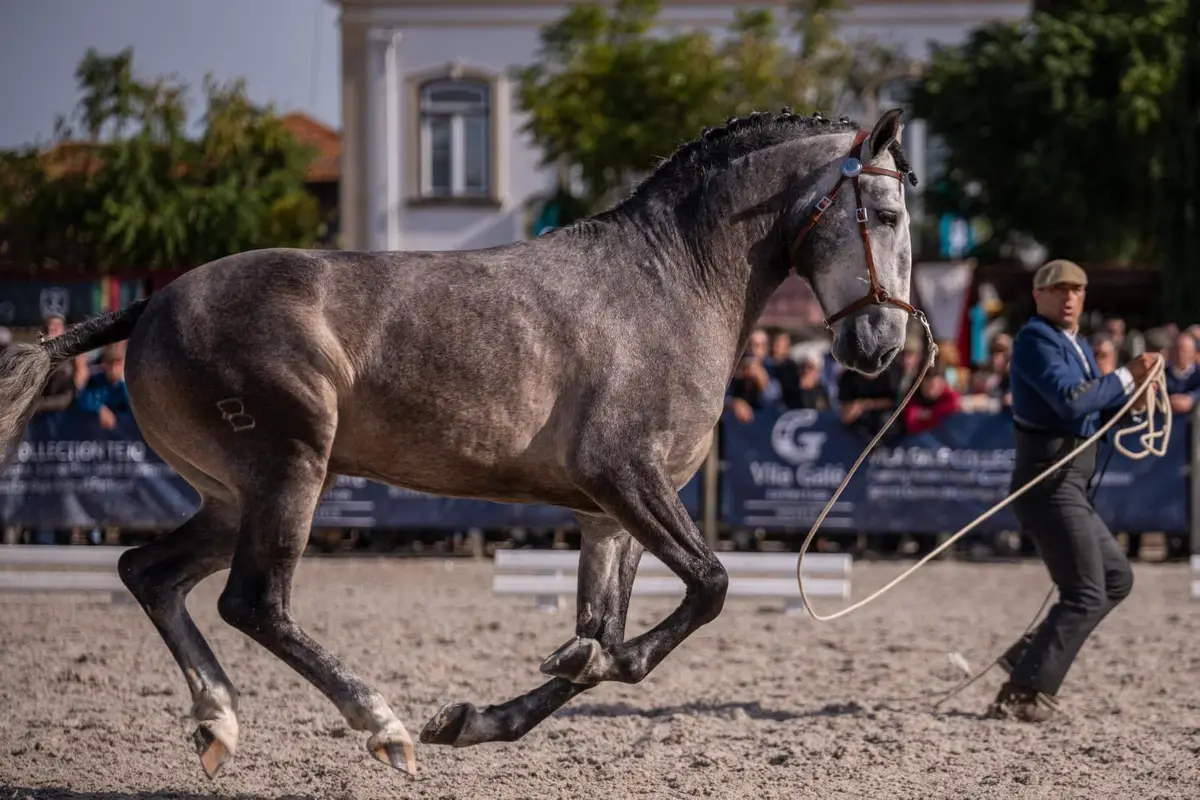 Feira Nacional do Cavalo na Golegã