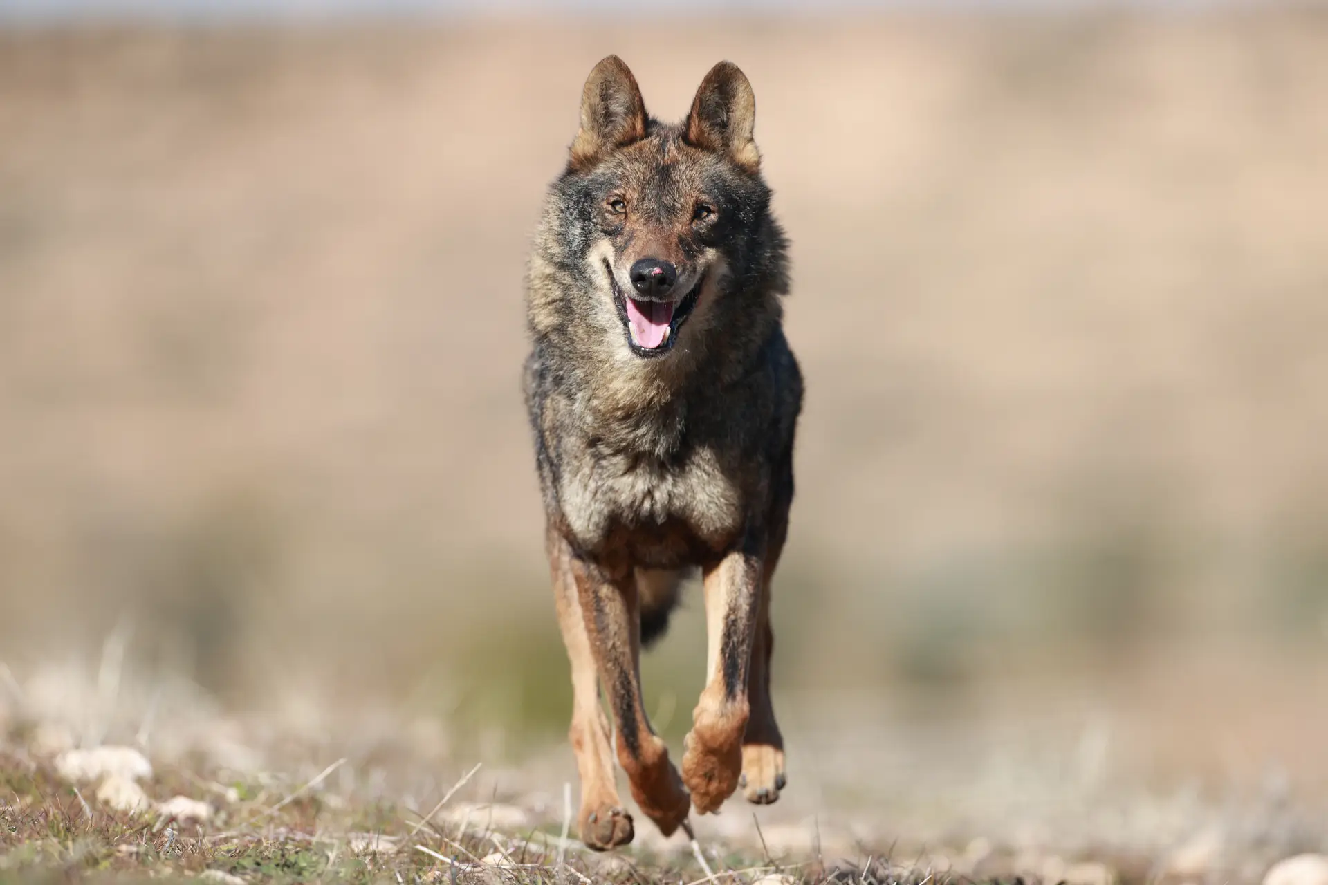 Um lobo ibérico na meseta castelhana
