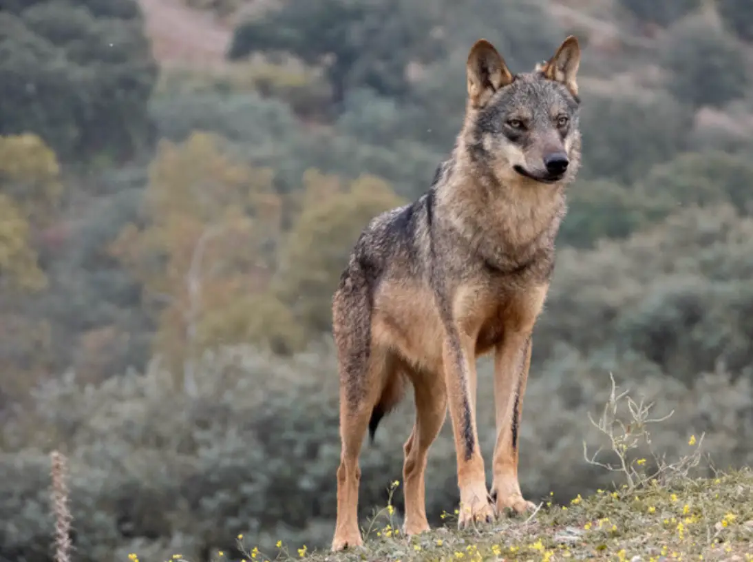 Os lobos estão a regressar. Como é que vão coexistir com os humanos?