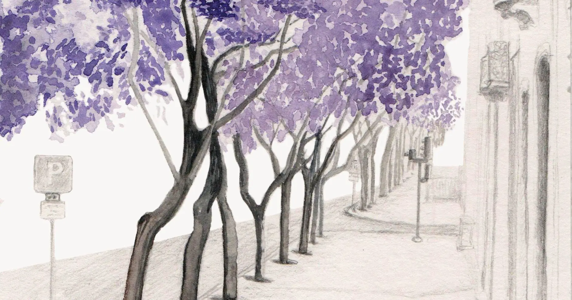 Jacarandás da Avenida 5 de Outubro: Câmara de Lisboa recua, autoriza “apenas três” transplantes e reavalia abate de árvores