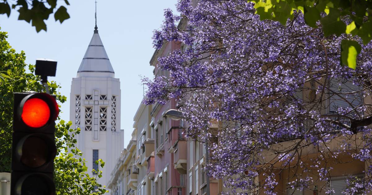 Avenida 5 de Outubro: 20 jacaranda trees “in conflict with the project” in Entrecampos have been assigned a new destination