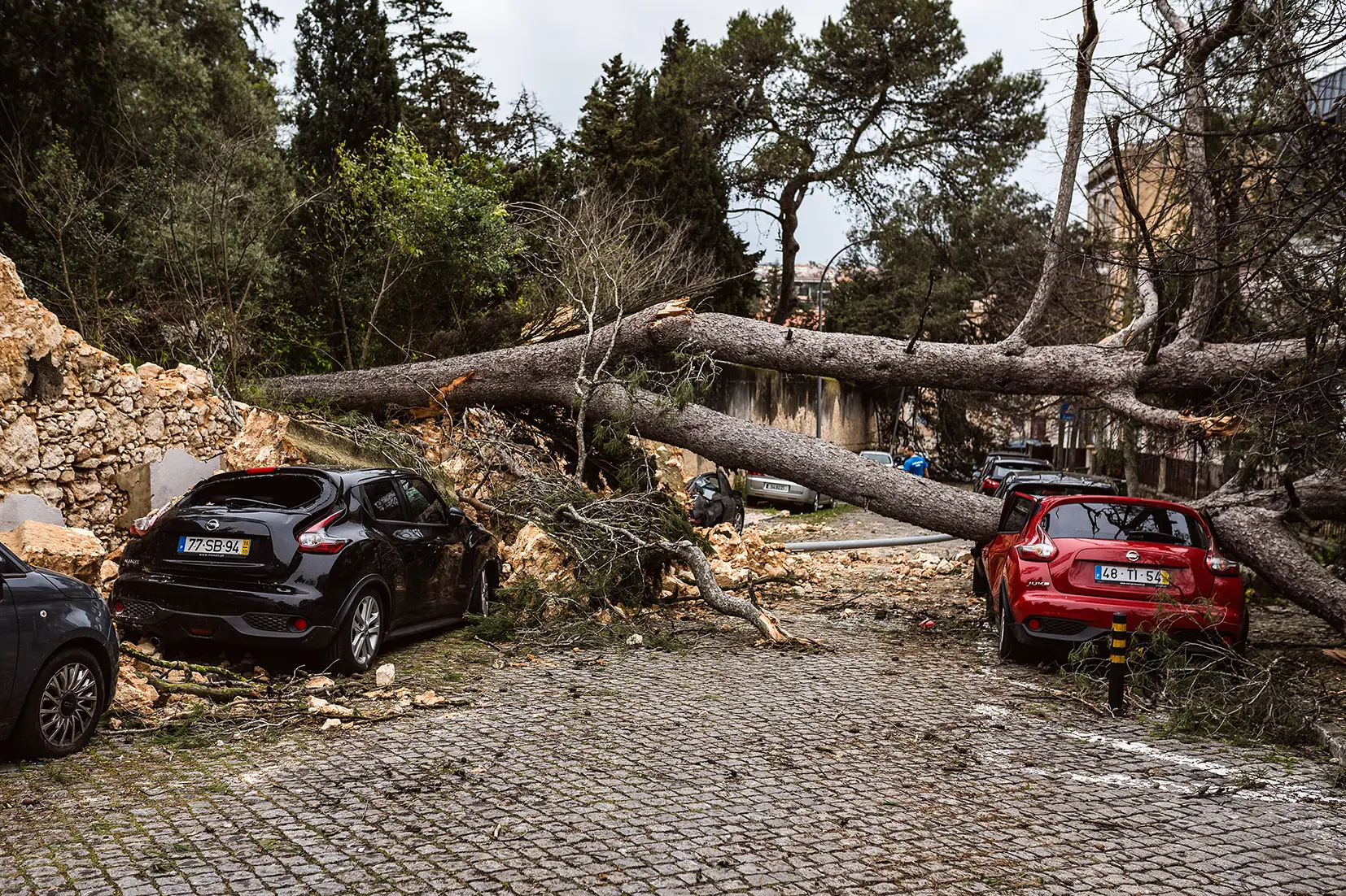 Árvores caídas na Tapada das Necessidades