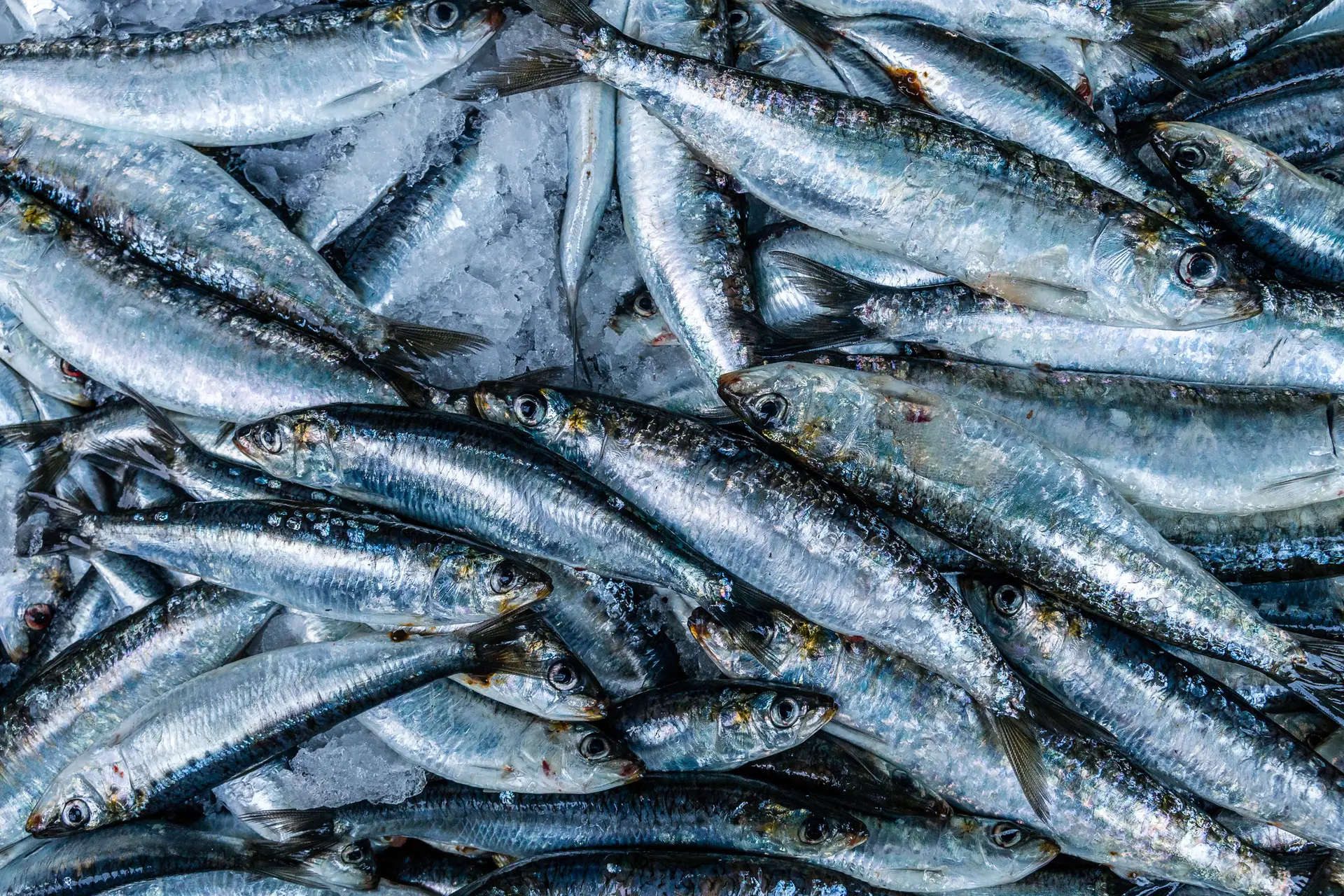 Entre quotas reforçadas e arraiais cheios, a sardinha portuguesa é reconhecida com o selo azul