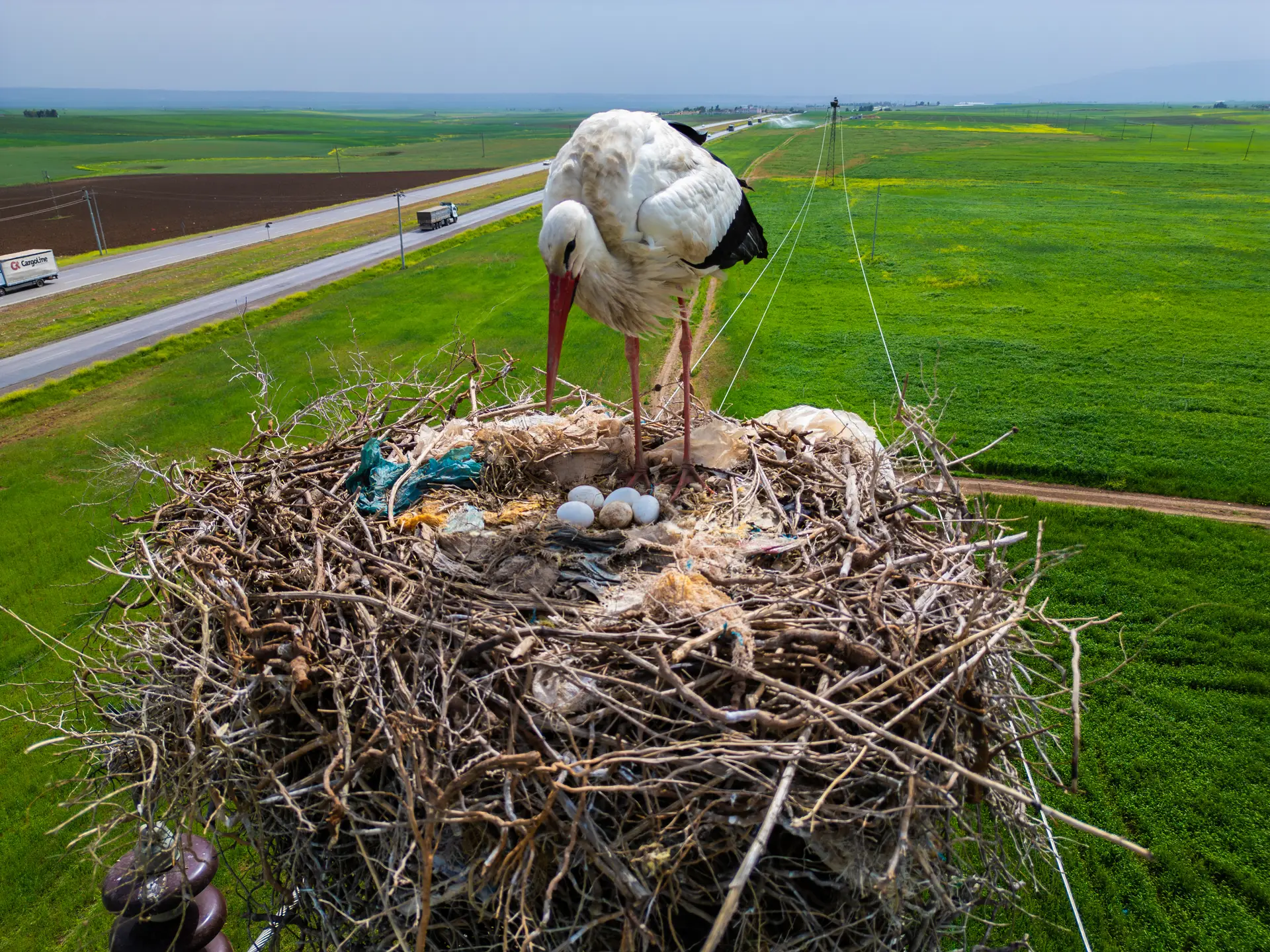 A cegonha é uma de várias espécies de aves com propensão para nidificar em postes de lata tensão
