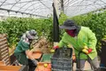 ‘Via verde’ ainda sem impacto nas empresas