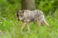 Lobo menos protegido na UE