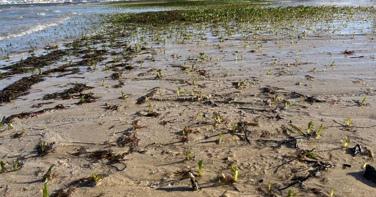 As pradarias marinhas do Sado estão em risco, alerta a Ocean Alive, e apresenta recomendações para as salvar
