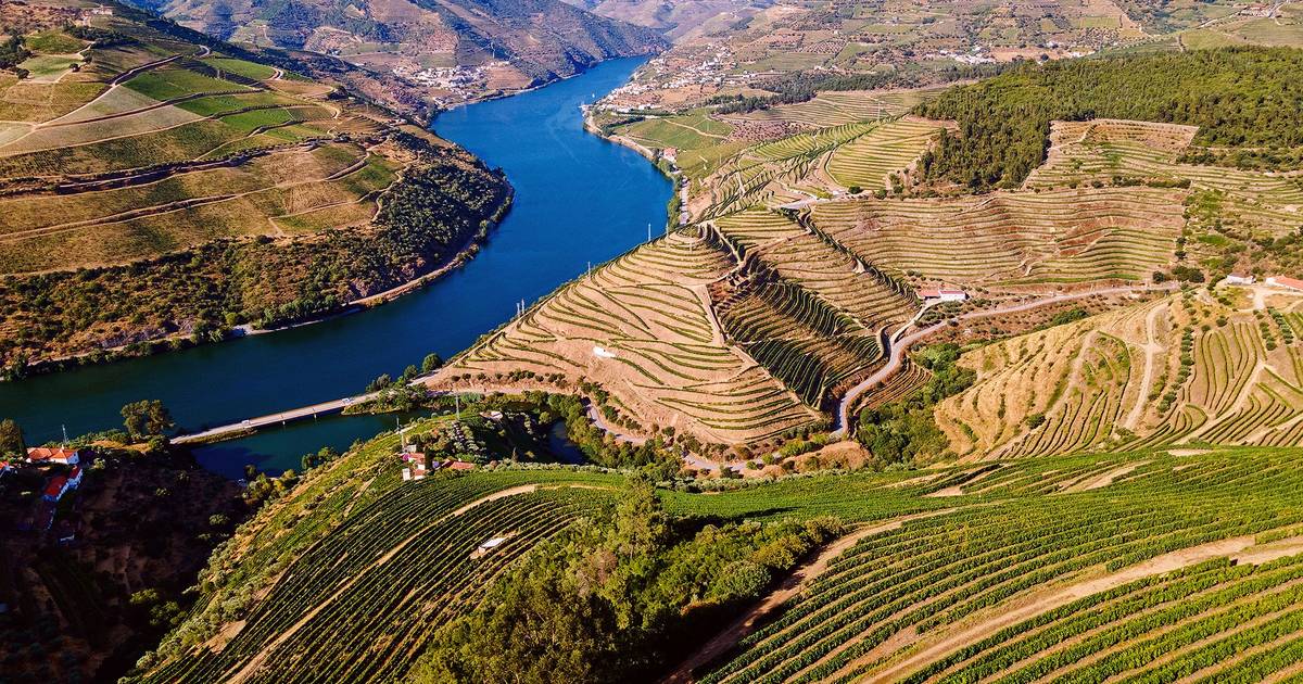 Vindimas de crise no Douro: "Muitos já perceberam que nem vão conseguir vender as uvas", diz um viticultor