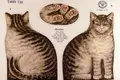 Instruções para um gato