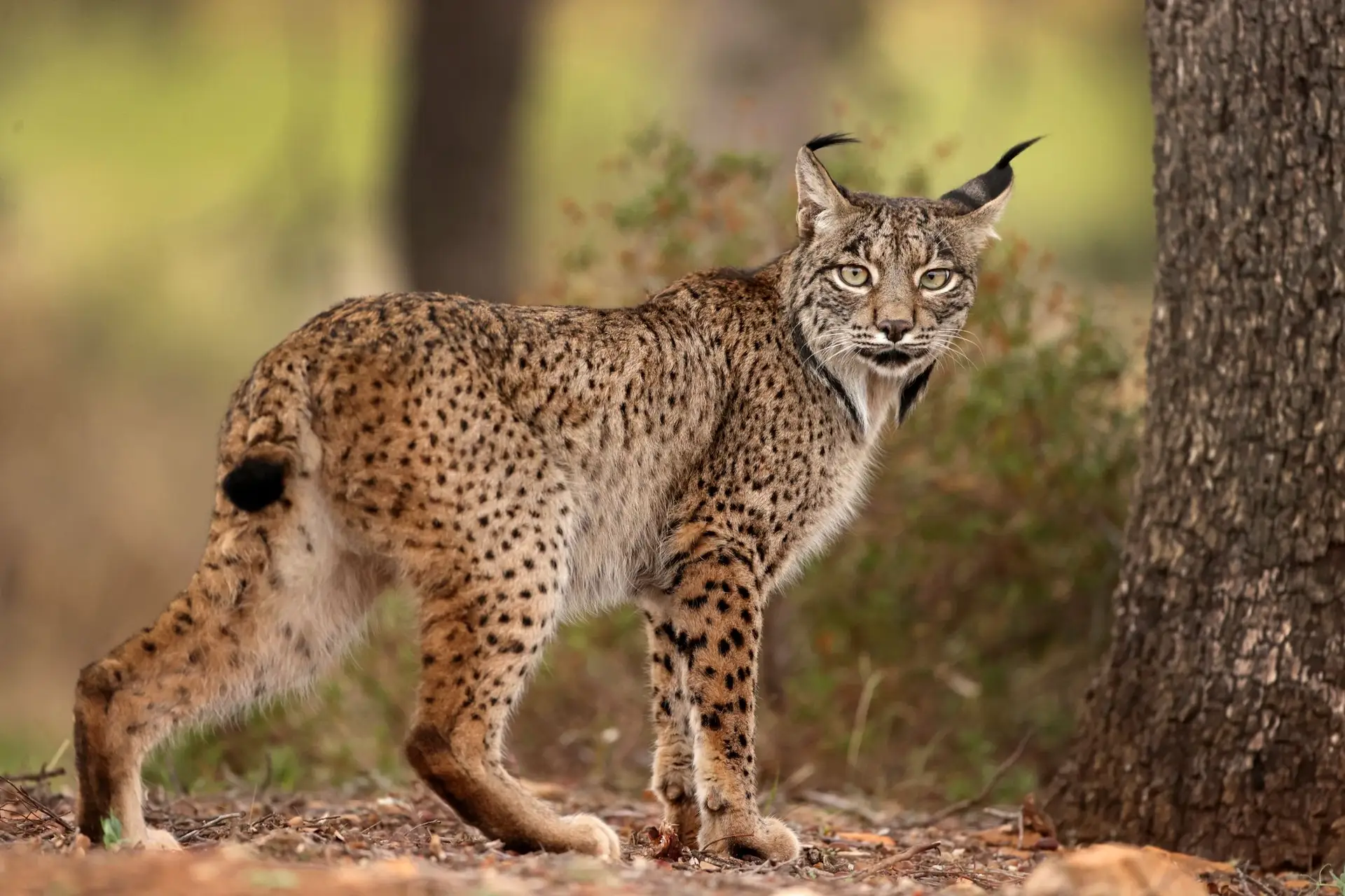 Número de linces continua a crescer