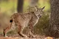 Número de linces continua a crescer