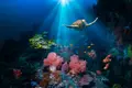 Cimeira. Apelo global para salvar o oceano