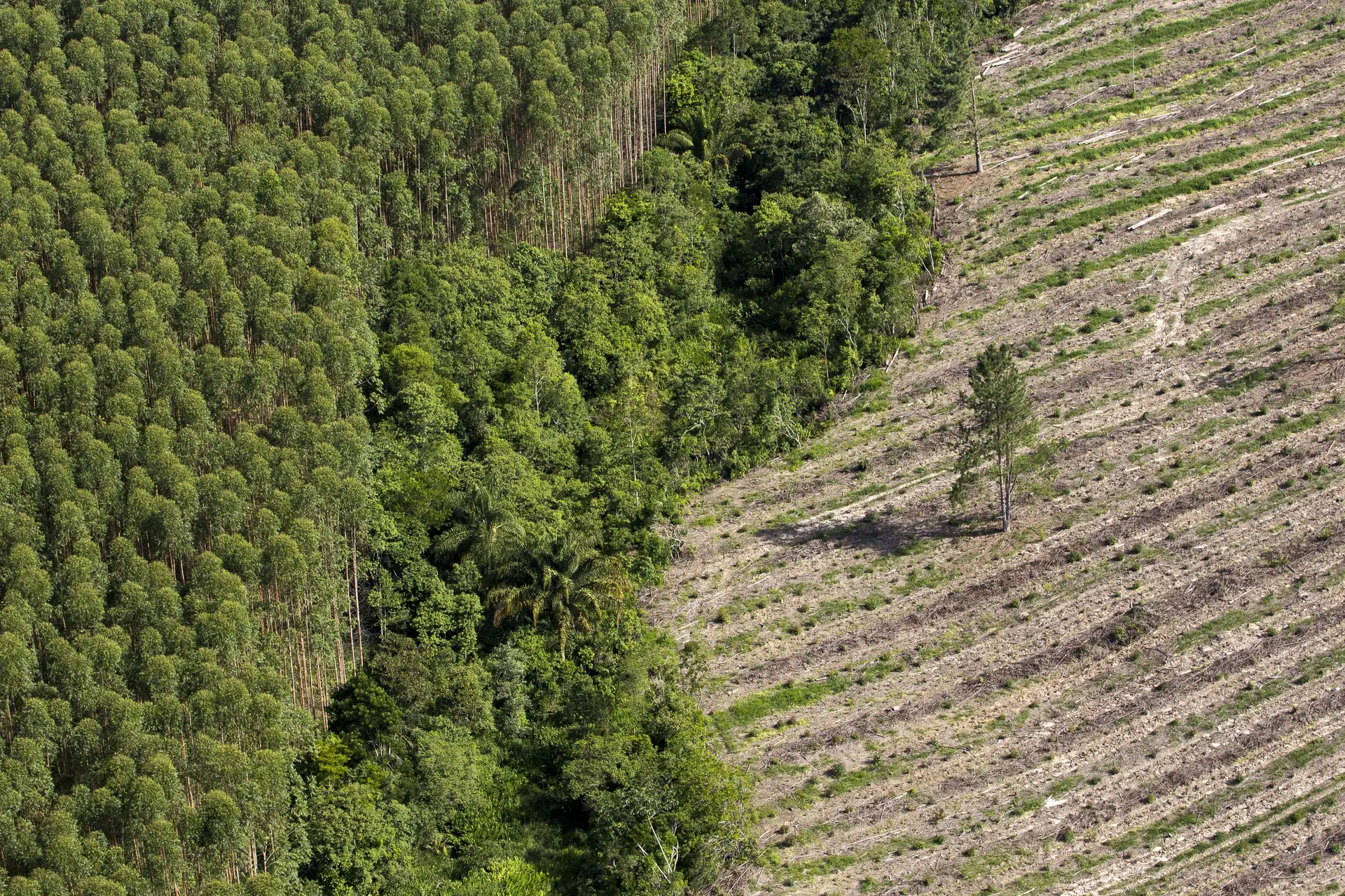 A floresta captura cerca de sete a oito milhões de toneladas de CO2 por ano em Portugal