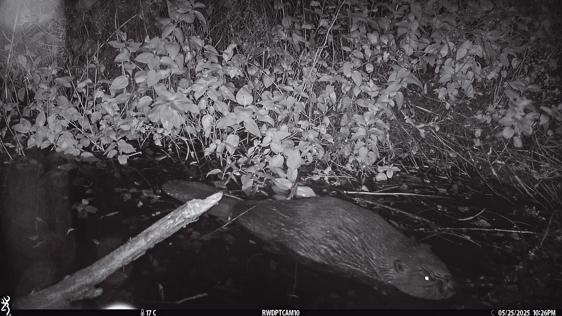Imagem captada pelas câmaras de monitorização mostram o castor na margem portuguesa do Douro