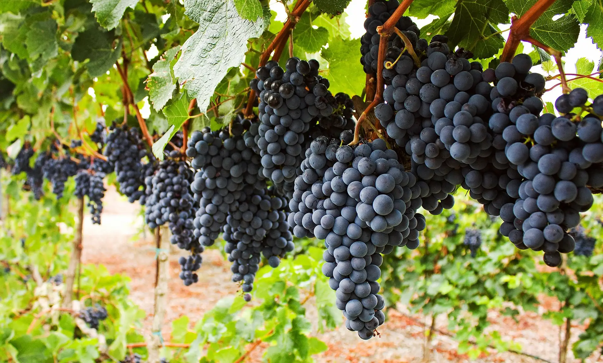 Bebemos cada vez menos vinho: isso é bom ou mau?