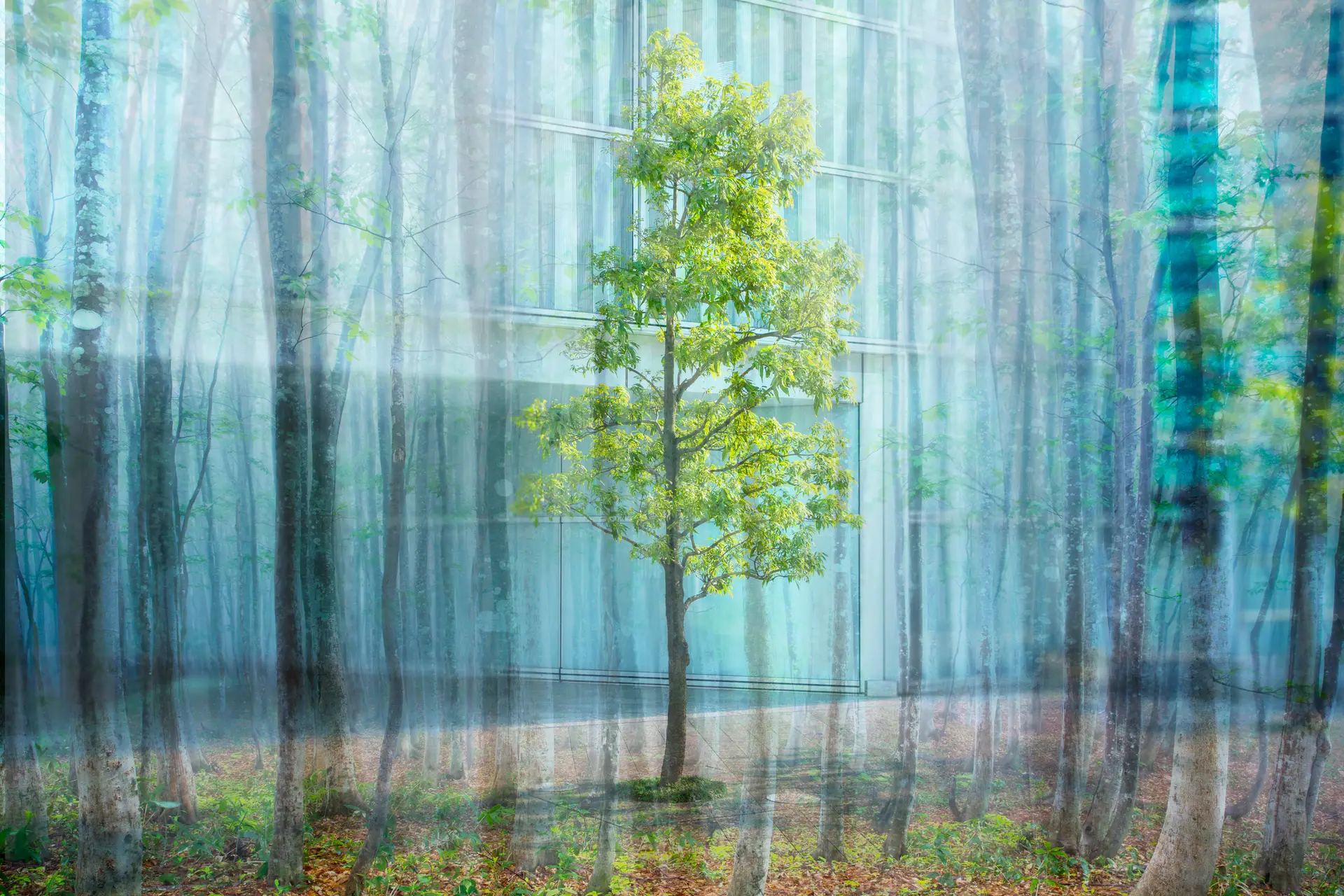 (Mais) cinco novas ideias para renovar a floresta portuguesa