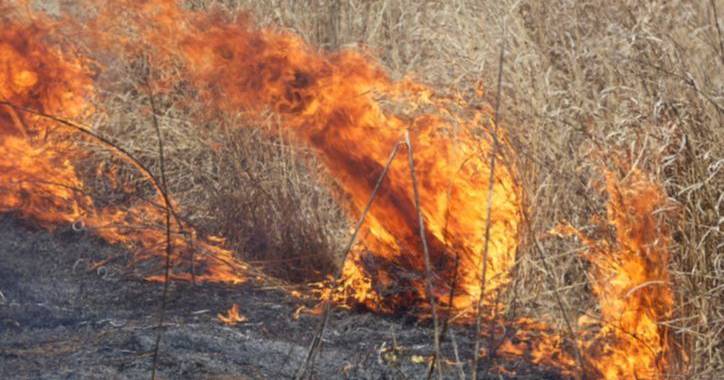 O que fazer em caso de inalação de fumo de incêndios e o mito do leite: as recomendações da DGS