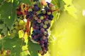 Que impactos terão as tarifas americanas sobre o vinho?
