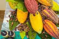 A que sabe o chocolate da Amazónia?