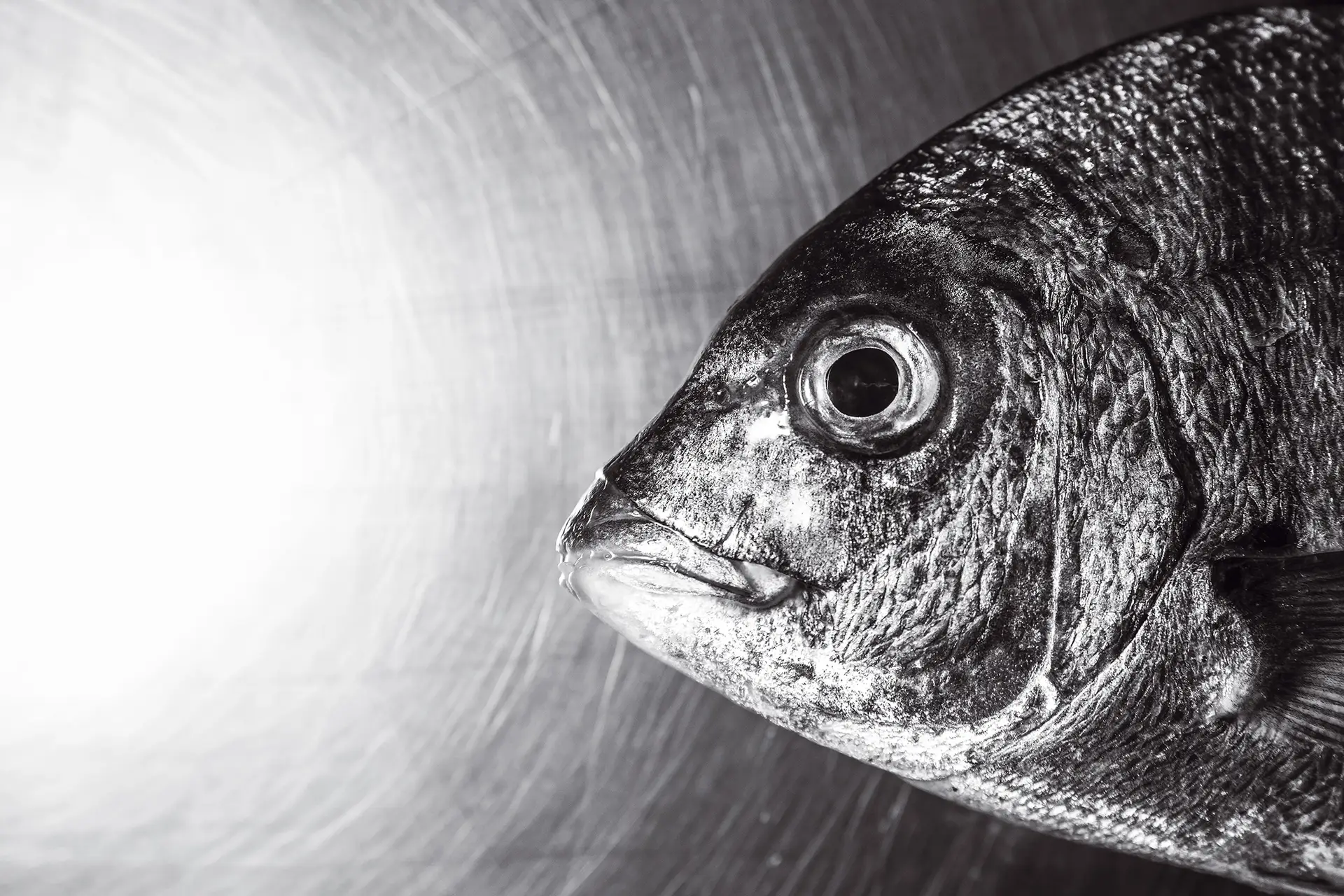 O sargo é um dos peixes mais consumidos e está presente em muitas mesas