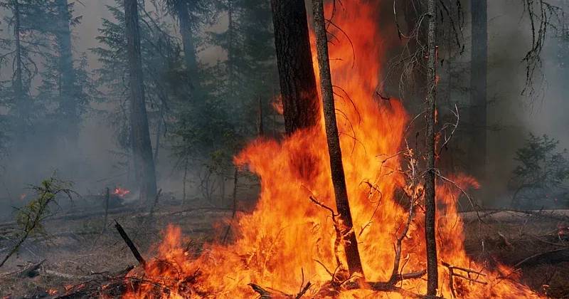 Mais de 60 concelhos em risco máximo de incêndio