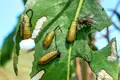 Há moscas que previnem pragas florestais