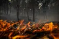 Há 65 incendiários presos nas cadeias