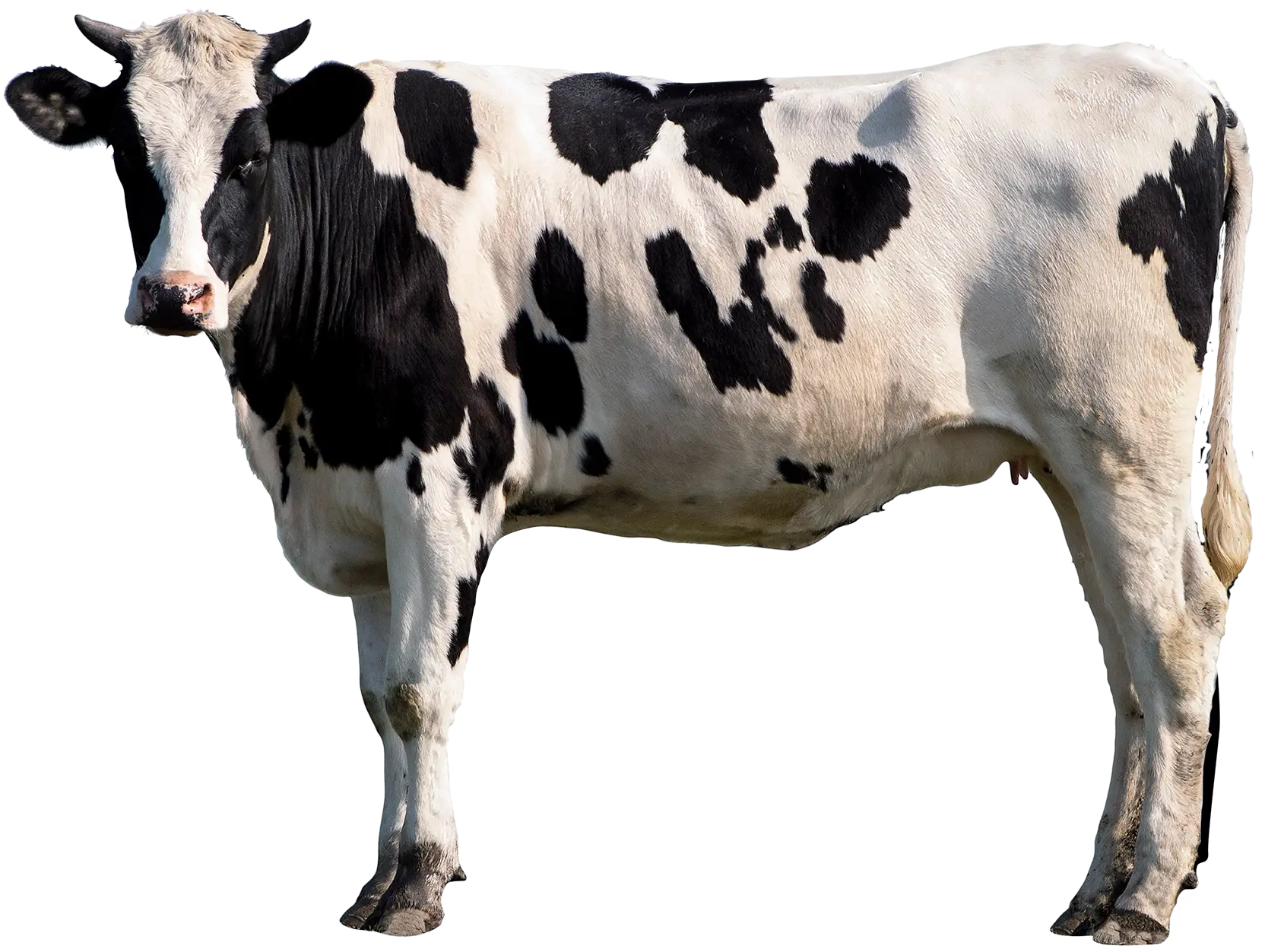 A carne é forte: o regresso da proteína animal aos nossos pratos também é uma questão política