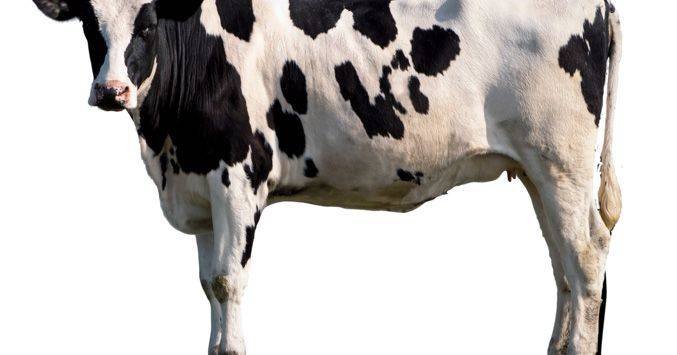 A carne é forte: o regresso da proteína animal aos nossos pratos também é uma questão política