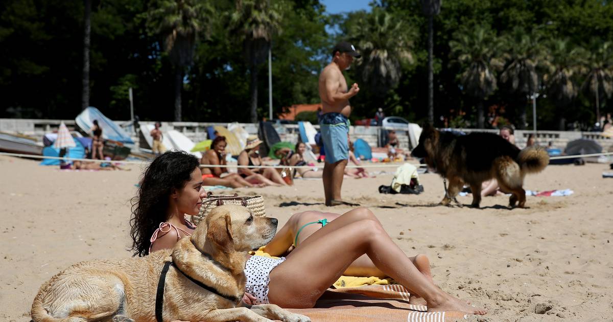 Animais nas praias? PAN quer alterar a lei para permissão em zonas balneares
