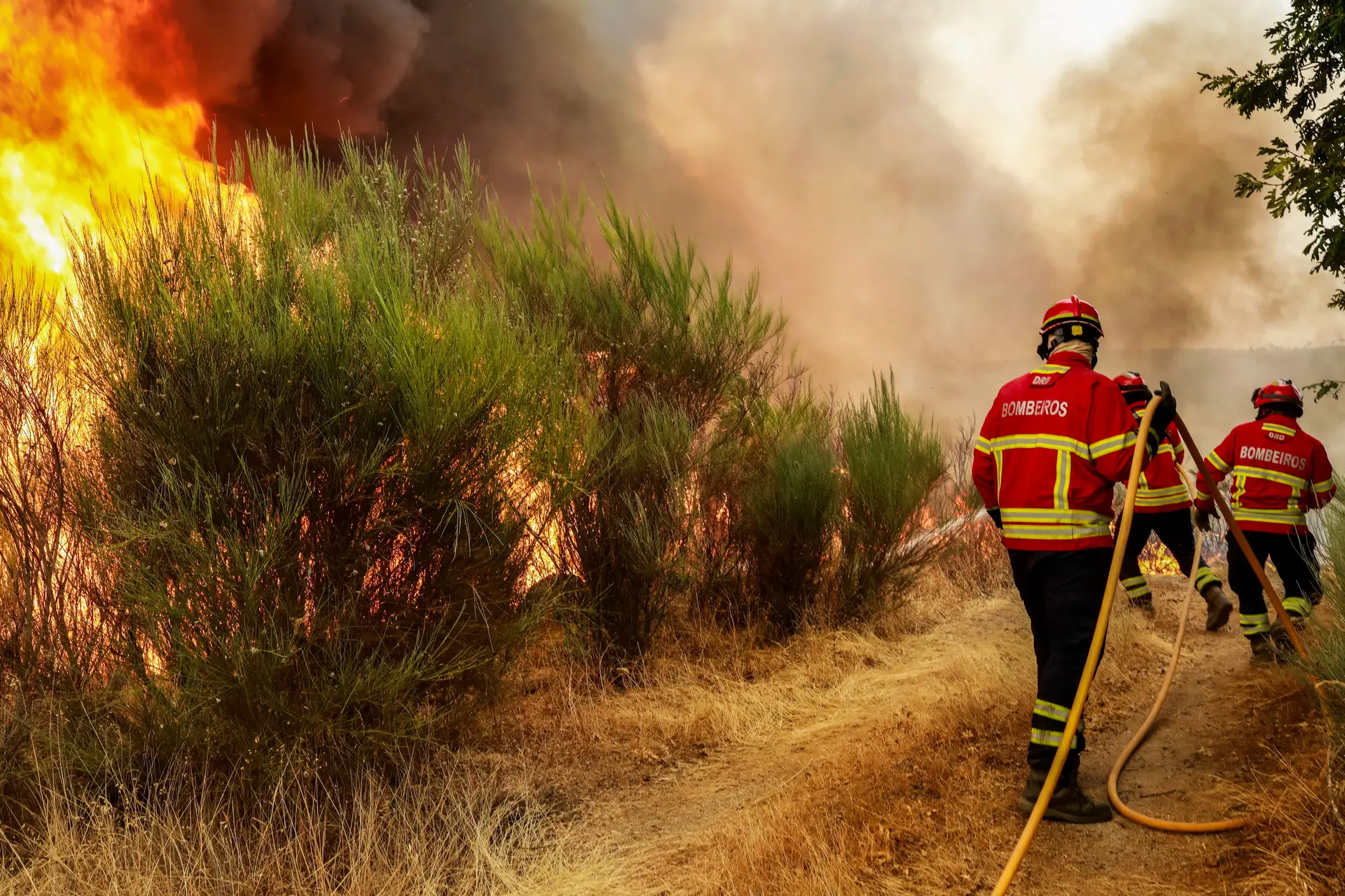 Incêndio em Trancoso, no distrito de Guarda