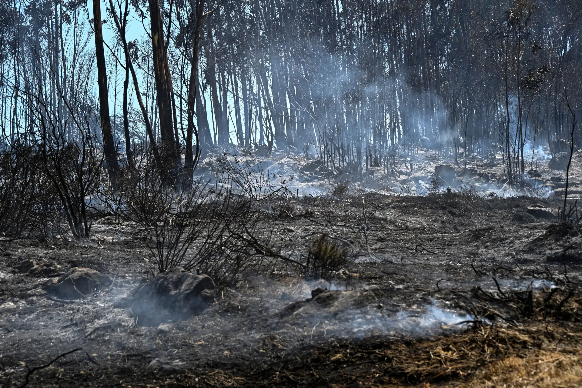 Segundo dados oficiais provisórios, até 17 de agosto arderam 172 mil hectares no país, mais do que a área ardida em todo o ano de 2024