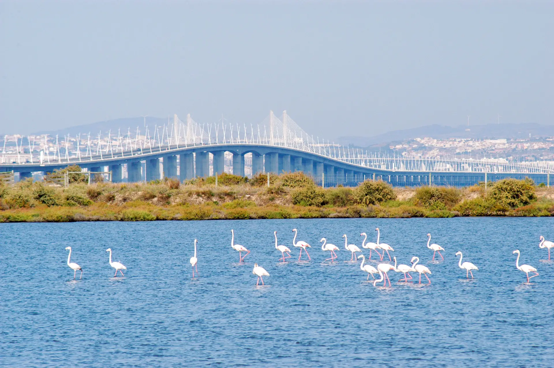 Salinas e flamingos em Alcochete