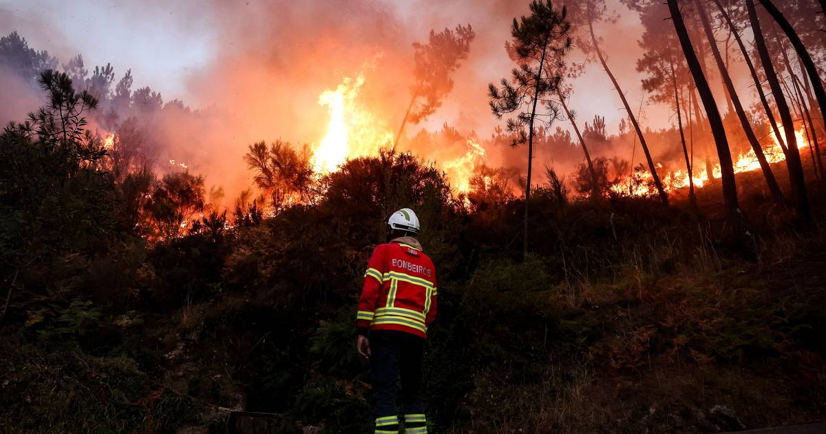 Florestas públicas são mais resilientes: densidade de árvores em explorações privadas aumenta risco de incêndios graves