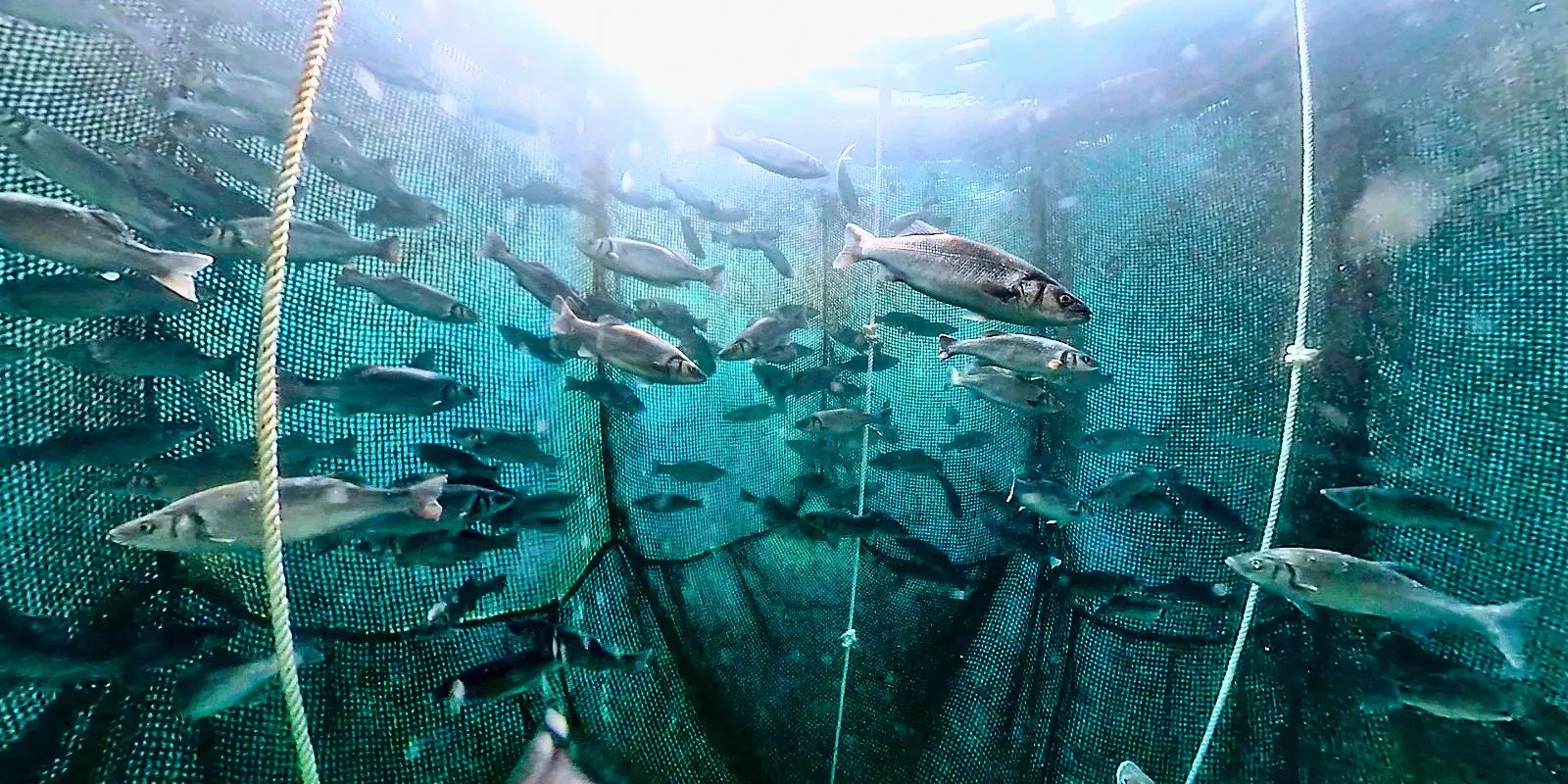 Há várias técnicas para melhorar o bem-estar dos peixes em aquacultura