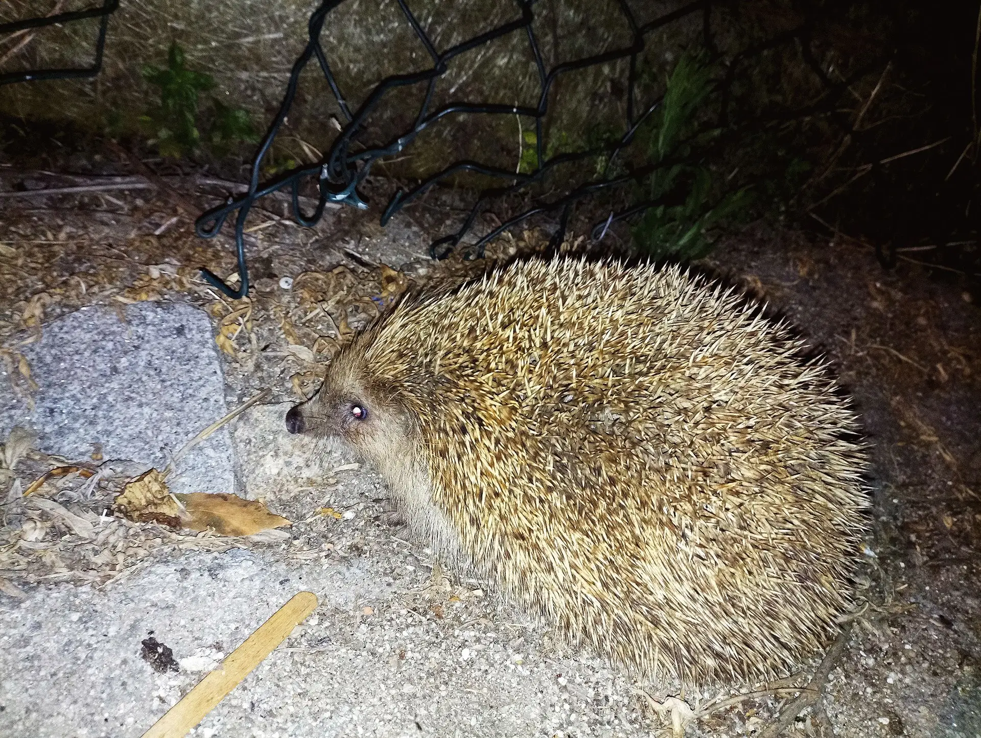 (fotografia de Luís Santos, em Matosinhos) são animais avistados com frequência 
