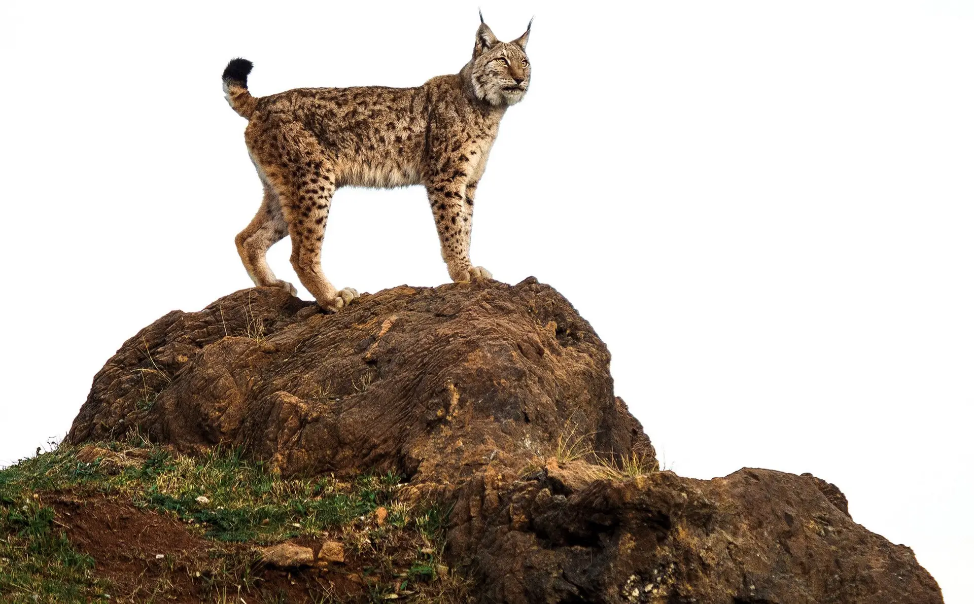 Ibérico. Segundo o último levantamento, há 354 linces-ibéricos em Portugal. No verão, um deles cruzou-se com um gato doméstico num campo de golfe em Castro Marim, num vídeo que correu a internet 