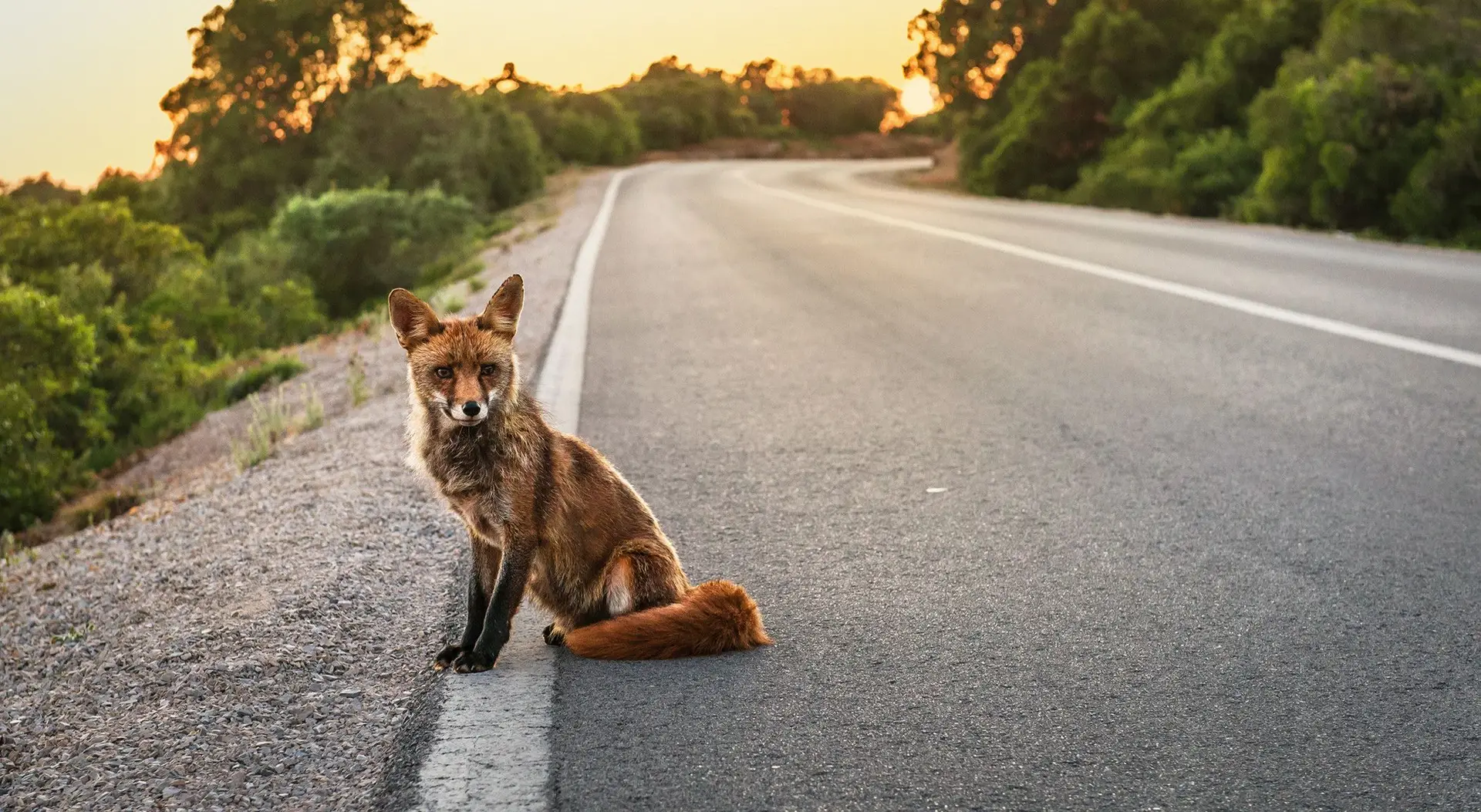 Raposa. A lista de espécies observadas em Portugal tem vindo a aumentar significativamente. Em julho, uma raposa foi fotografada durante o dia na Quinta do Lago, no Algarve