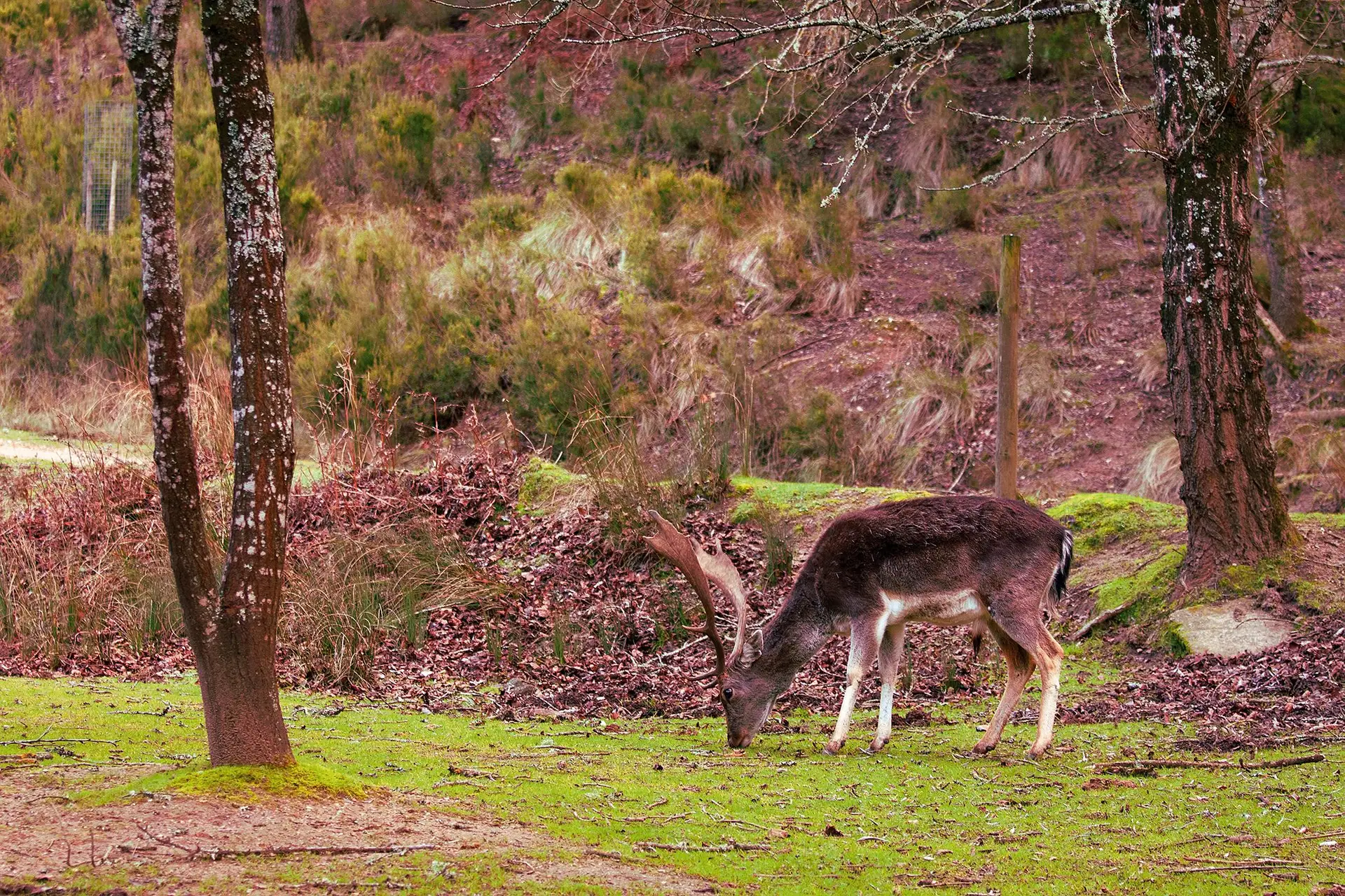 Selvagens. Um veado em Mafra 